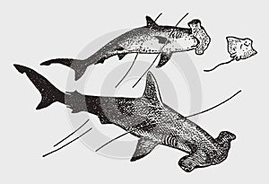 Two threatened smooth hammerhead sphyrna zygaena sharks hunting a cownose ray rhinoptera