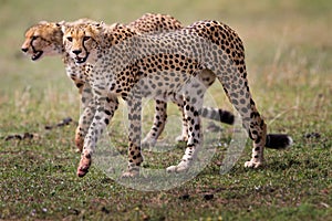 Two of three Cheetah brothers walking, Masai Mara