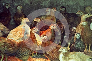 Two three-month-old chickens of red chickens inside a chicken coop. Breed of laying hens giving many eggs