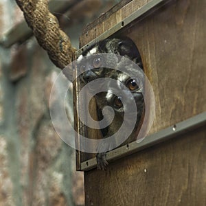 Two three-striped night monkeys, Aotus trivirgatus, peek out of a house