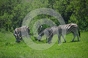 Two Three zebras enjoying their grazing.