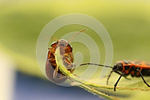 Pushpins on a leaf close-up