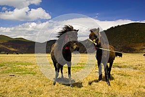 Two Tibetan horses