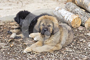 Two Tibetan Mastiff puppies