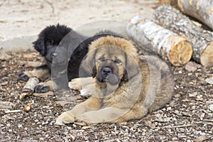 Dve tibetský doga šteňatá 