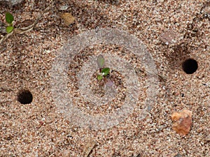 Two Tiger Beetle Larva Burrows