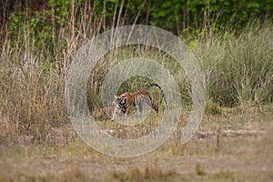 Two tiger cub brothers are relaxing in grassland of Bandhavgarh