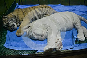 Two tiger cubs