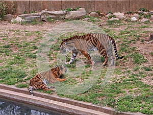 Two Tiger cubs playing