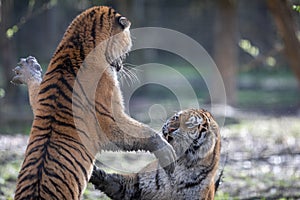 Two tiger fighting in the jungle