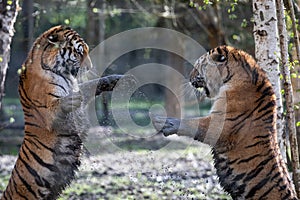 Two tiger fighting in the jungle