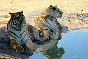 Two tiger are sitting by the pool