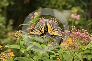 Two Tiger swallowtail Butterflies  on Joe Pye Weed