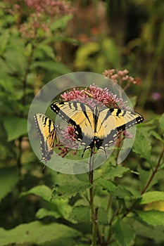 Two Tiger swallowtails on Joe Pye Weed