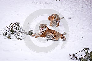 Two tiger in the winter in zoo