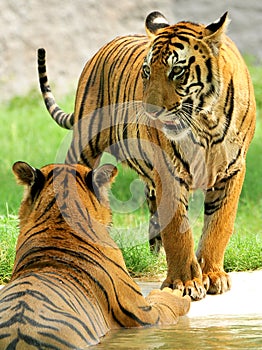 Two tigers