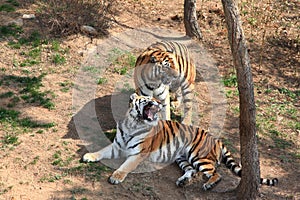 Two tigers