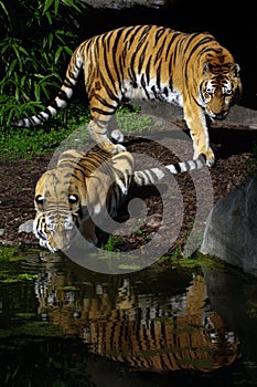 Two tigers photo