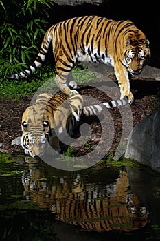 Two tigers