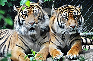 Two Tigers