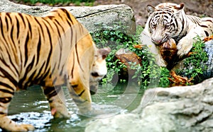 Two Tigers