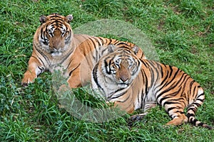 Two tigers