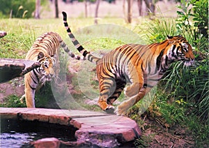 Two Tigers