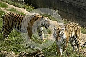 Two tigers