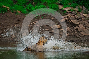 Two tigers fighting in a lake water with splash