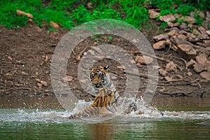 Two tigers fighting and playing in a lake water with splash