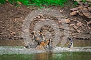 Two tigers fighting and playing in a lake water with splash