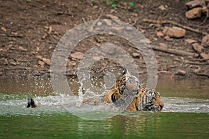 Two tigers fighting and playing in a lake water with splash