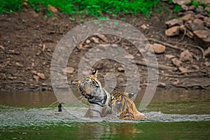 Two tigers fighting and playing in a lake water with splash