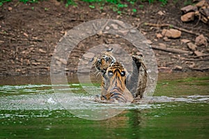 Two tigers fighting and playing in a lake water with splash