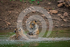 Two tigers fighting and playing in a lake water with splash