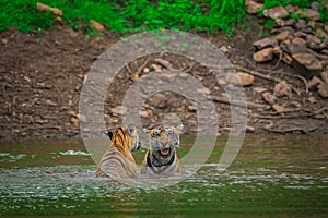 Two tigers fighting and playing in a lake water with splash