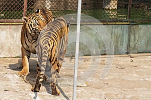 Two tigers are paired for reproduction