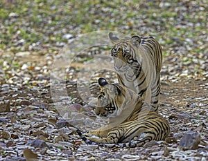 Two tigers, Panthera tigris at Ranthambhore in Rajasthan, India. photo