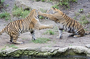 Two tigers playing