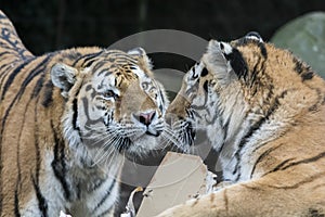 Two tigers playing
