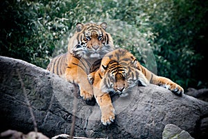 Two tigers on a rock in the wild