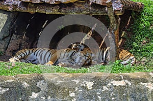 Two tigers sleeping