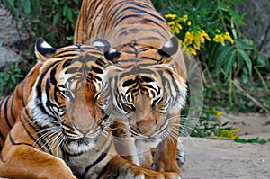 Two tigers socialising; a tiger roaming around another tiger;