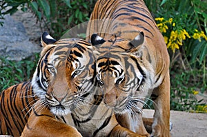 Two tigers socialising; a tiger roaming around another tiger;