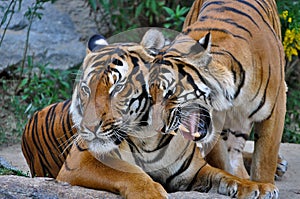 Two tigers socialising; a tiger roaming around another tiger;