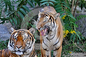 Two tigers socialising; a tiger roaming around another tiger;