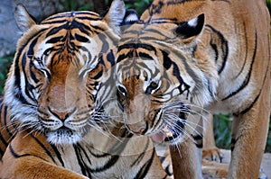 Two tigers socialising; a tiger roaming around another tiger;