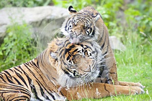 Two tigers together