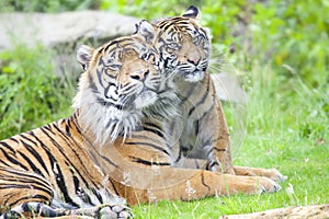 Two tigers together