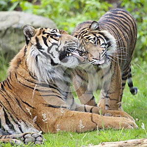 Two tigers together